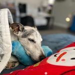 Amy Koehler Hartless - @ozzies.momplus.molly - Instagram