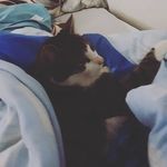 Amy Hartmann - @mimimaus_hdl - Instagram