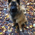 Amy Hartmann - @amy_and.odin - Instagram