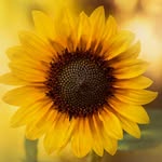 Amy Harwell - @authoramyharwell - Instagram