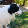 amihasapp - @amihasapp - TikTok