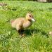 Amy Haslip - Facebook