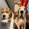 Amy Hatton - @hector_rufus_adventures - TikTok