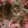 amyhatton911 - @amyhatton911 - TikTok
