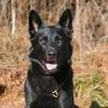 Amy Haus Morrisson - @hm.gsd - TikTok