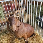 Amy Havens - @windyridgefarmcowsandgoats - Instagram