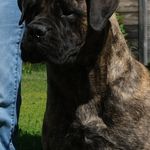 Amy Herbert - @boulderridgebullmastiffs - Instagram