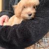 Amy&Hershey - @amyandhershey - TikTok
