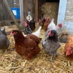 Amy Hoffmann - @borffmannbackyard - Instagram