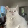 Amy Hubbell - @amylya.1.0 - TikTok