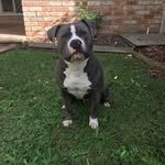 Sarge - @amy_huckstepp1991 - Instagram