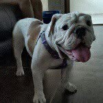 Amy Bulldog Inglés - @amybulldogingles - Instagram