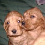 janis y amy cocker ingles - @cocker_ingles_janis_y_amy - Instagram