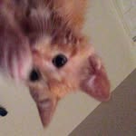 Amy Irizarry - @amy.irizarry.98 - Instagram