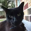 Amy and Jasper Cat - @beachshacktpt - TikTok