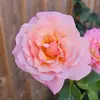 Amy Jeffery - @amy.jeffery5 - TikTok