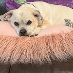 Amy Sanders Justus - @minx2pugs - Instagram