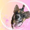 Bonnie the teeny tiny dog - @amykullman - TikTok