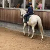 Amykee - @amy.horses4 - TikTok