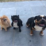 Amy, Max & Kingston - @amy_max_kingston - Instagram
