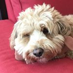 Amy Kirschbaum - @amyrkirschbaum - Instagram