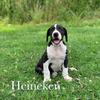 Amy Kredel - @heinekenthedane - TikTok