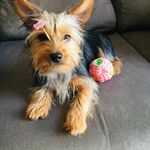 amy_kruger🐶 - @amy.jadekruger - Instagram