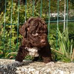 Amy - @amy_lagotto - Instagram