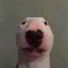 Amy Larue - @carol.has.no.tanlet - TikTok