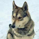 Amy LaRue - @mollymagoo3542 - Instagram