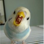 Amy Levy - @yourdogandbird - Instagram