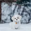 amyliaw28 - @amy.chung30 - TikTok