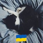 Amy Libby - @sparkledogtoo - Instagram