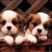 Amy Loh - Facebook