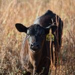Amy Lyons Langvardt - @lyons_ranch - Instagram