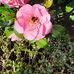 Amy Macaskill - Facebook