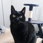 Amy MacKay - @amy.my.little.cat - Instagram