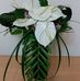 Amy Mak - Facebook