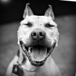 Amy Mansfield - @amymansfield_petportraits - Instagram