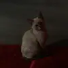 Alexis Aguilar - @amy.matute612 - TikTok