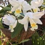 Amy Maynes - @maynes.amy - Instagram