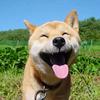 Amy Middleton - @petpetbigdog - TikTok