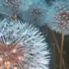 Amy - @amy.minch - TikTok