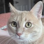 Amy Herdman Minnick - @a_lucky_shamrock - Instagram