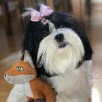 Amy Muniz - @amy.lhasa - Instagram