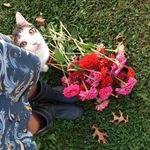 Amy Newhall - @newhallveggie - Instagram