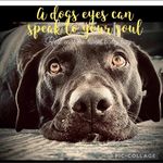 Amy Nicklin-jowders - @kodaluke33 - Instagram