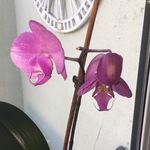 Amy Noelle - @amybanjo13 - Instagram