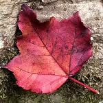 Amy Nyman - @rubyleafed - Instagram