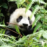 amy ochoa - @thatpandalover101 - Instagram